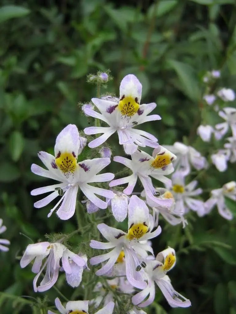 Schizanthus Flower Seeds for Planting - NON GMO Seeds Dhara Seeds