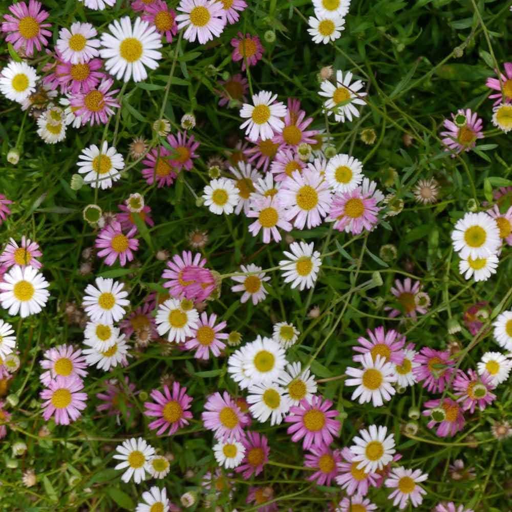 Heirloom Non-GMO Santa Barbara Flower Seeds for Planting – Vibrant Ornamental Blooms for Garden Landscapes - Non-GMO for planting in home garden