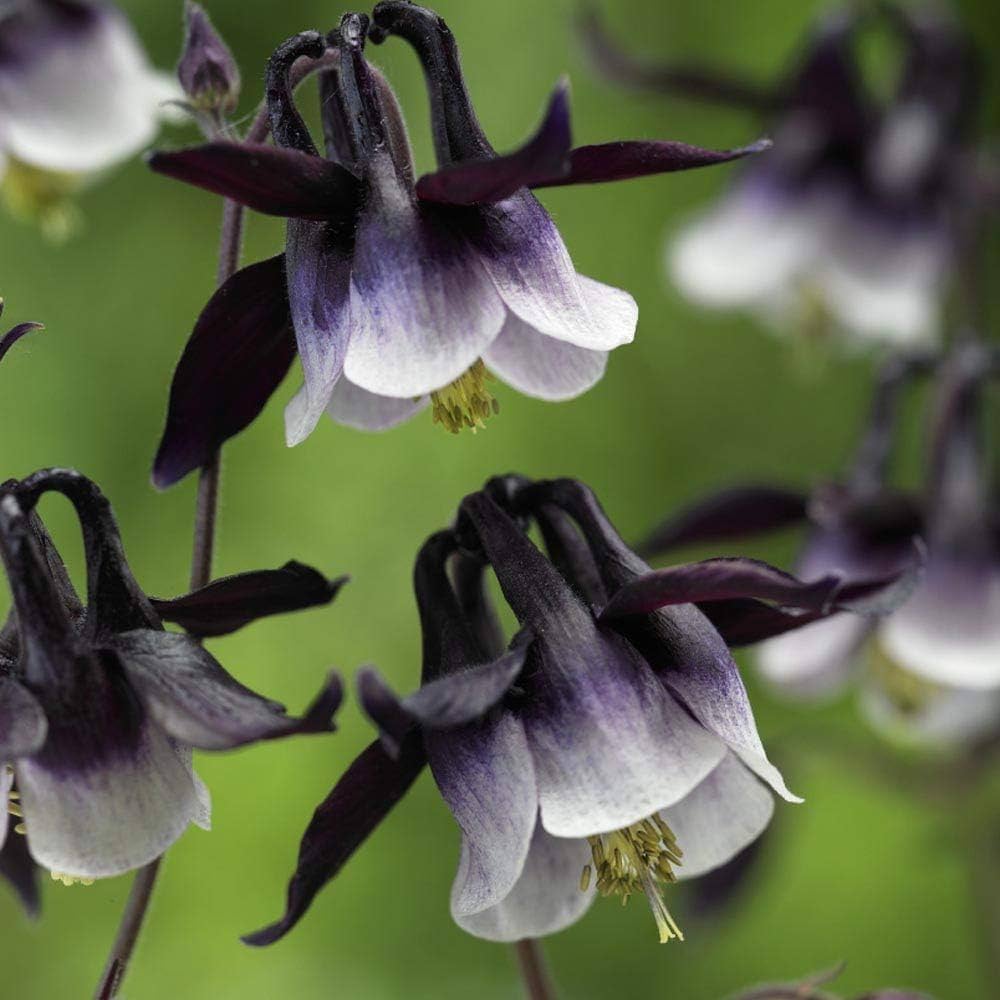 Columbine William Guinness (Aquilegia spp.) seeds for garden planting