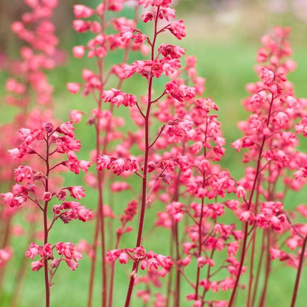 Heuchera Heuchera sanguinea for planting in shade garden