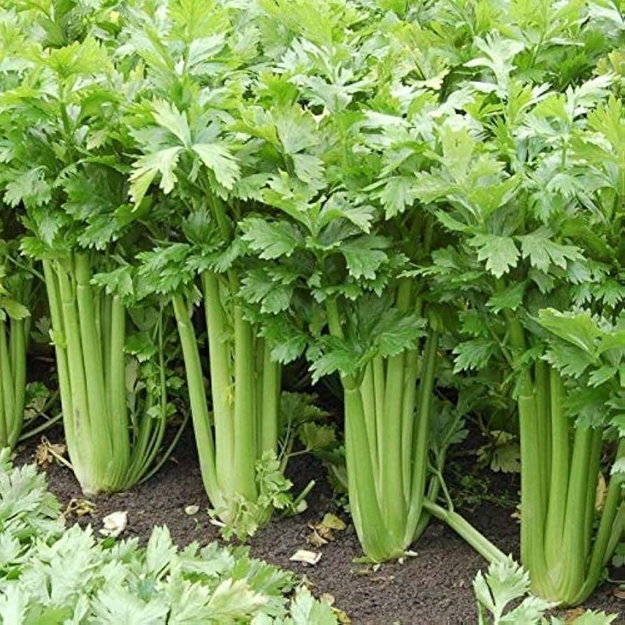 Tango Hybrid Celery Seeds | Crisp Tender Dark-Green Celery Stalks – Heirloom, Non-GMO, High Germination Organic Garden Seeds