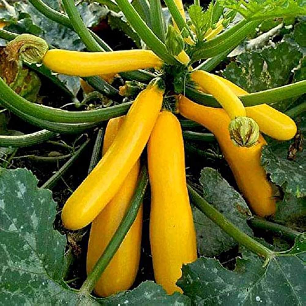 Tomato Solanum Lycopersicum Yellow Zuckerkirschtomate Vegetable Seeds for Planting – Sweet Cherry Type for Home Garden Use