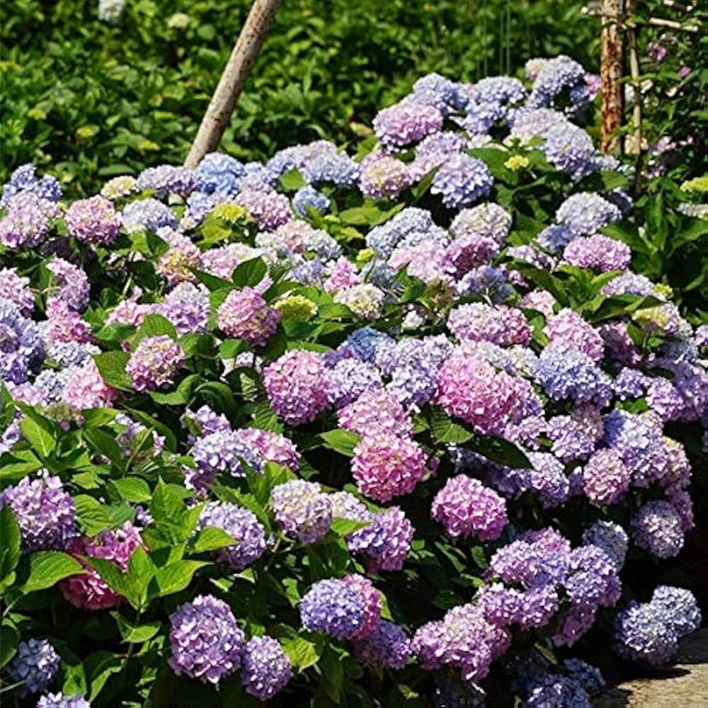 Hydrangea Hydrangea spp. Seeds for planting in flower bed