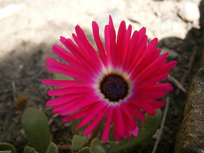 Bright Red Ice Plant Seeds (Dorotheanthus Bellidiformis), + Seeds