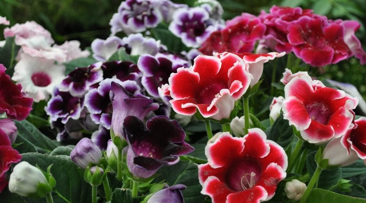Gloxinia Flower - Heirloom, Non - Gmo Seeds