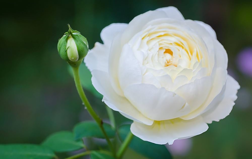 White Rose balcony flower seeds
