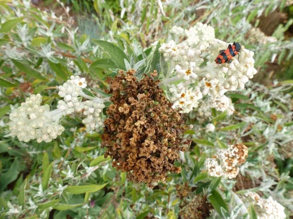 Buddleja Seeds - Brown Non-GMO – Dharaseeds