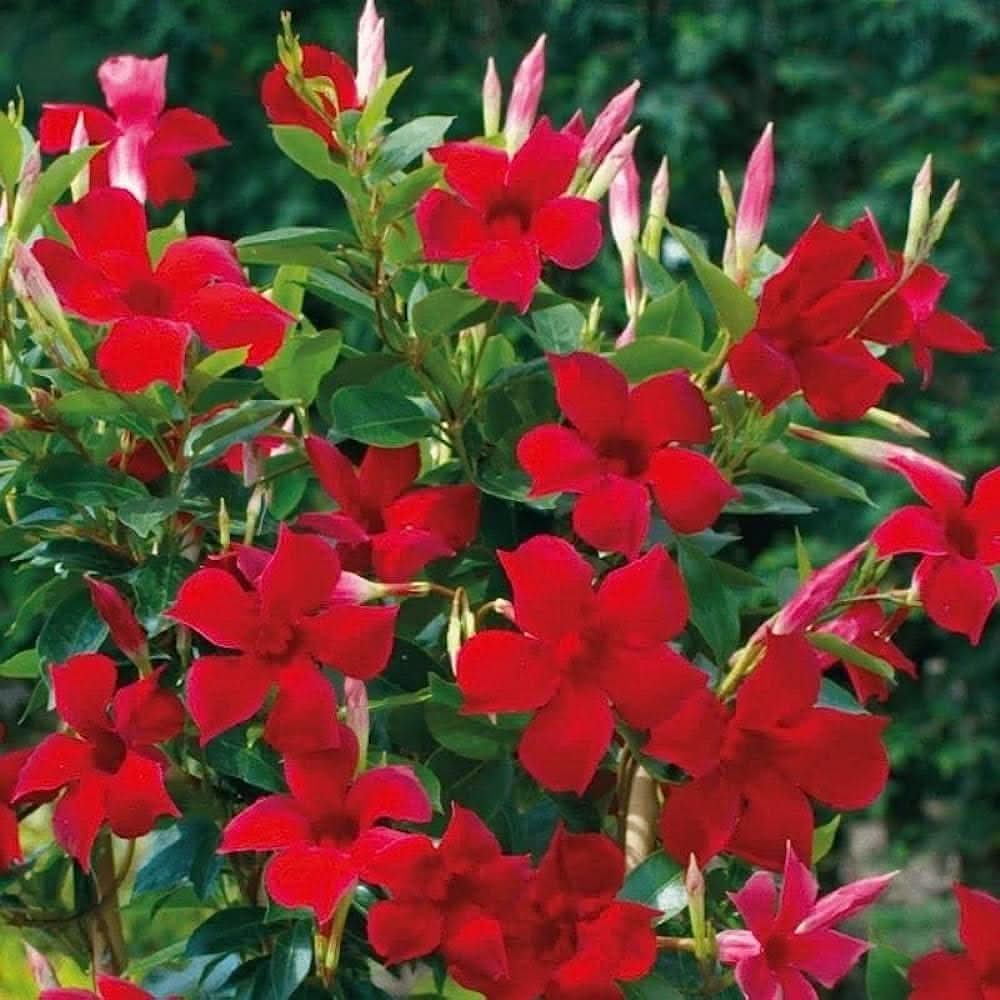 Mandevilla Sanderi climbing Flower Seeds for Planting in backyard trellises and home garden fences