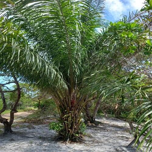 Green Elaeis Tree - Heirloom, Non - Gmo Seeds