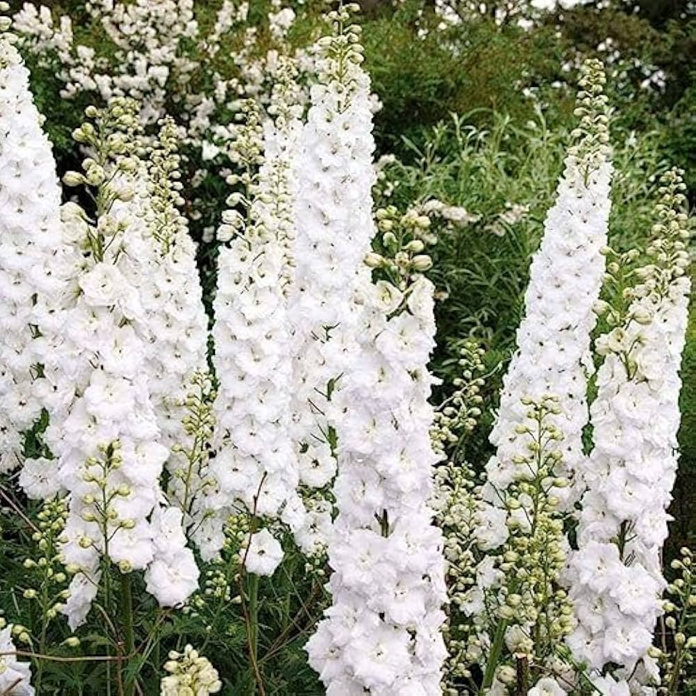 Delphinium Delphinium spp. Seeds for Planting - Great for Flower Bed & Cottage Garden