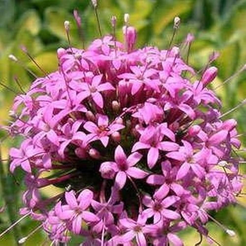 Crosswort Phuopsis stylosa for planting in pollinator garden