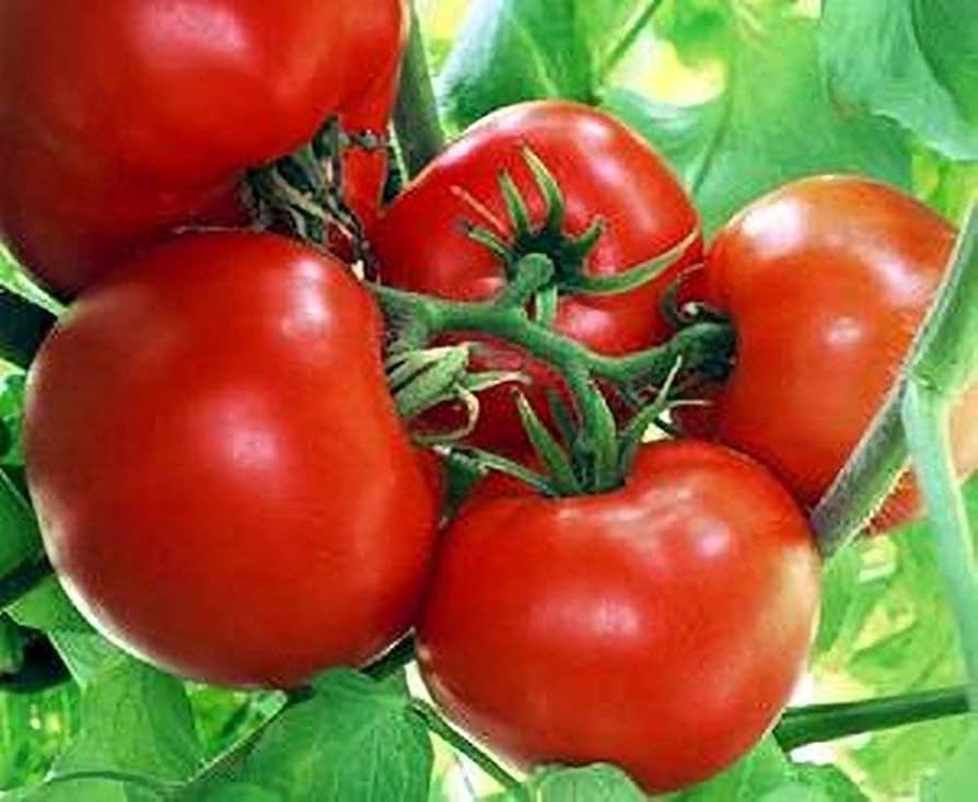 Boxcar Willie Tomato seeds for sweet, heirloom tomatoes