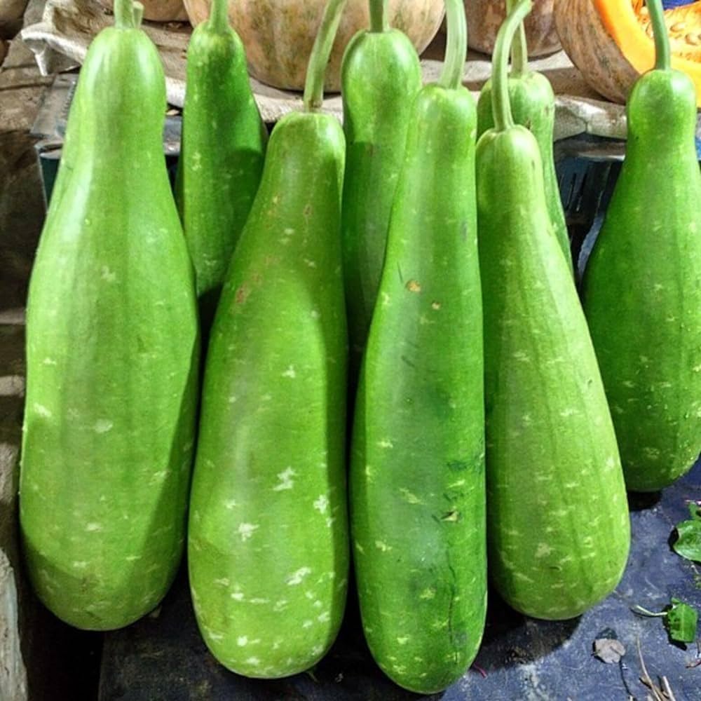 Bottle gourd Lagenaria siceraria vegetable seeds