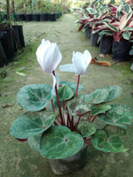 Cyclamen Cyclamen persicum for planting in flower bed