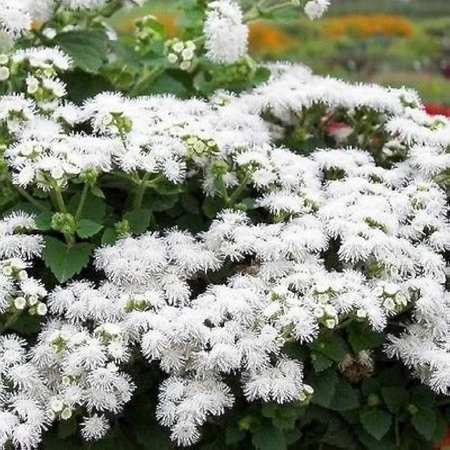 Ageratum Ageratum Mexicanum White Flower Seeds for Planting