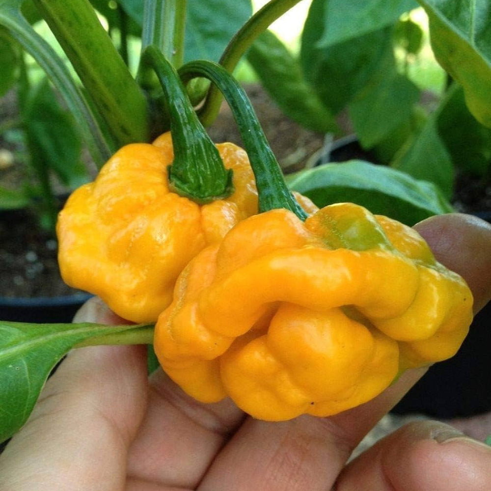 Scotch Bonnet Vegetable Seeds for Planting