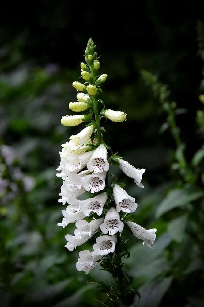 Digitalis Pure White Foxglove Seeds for Elegant White Flowers
