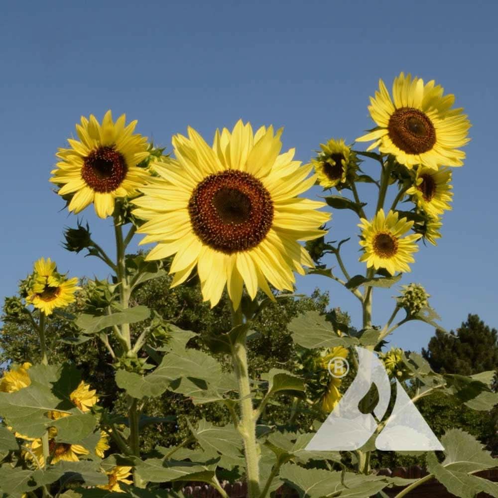 Lemon Queen Sunflower Flowering Seeds For Planting