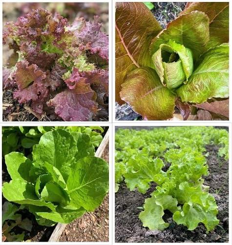 Mixed Lettuce - Heirloom, Non - Gmo Seeds