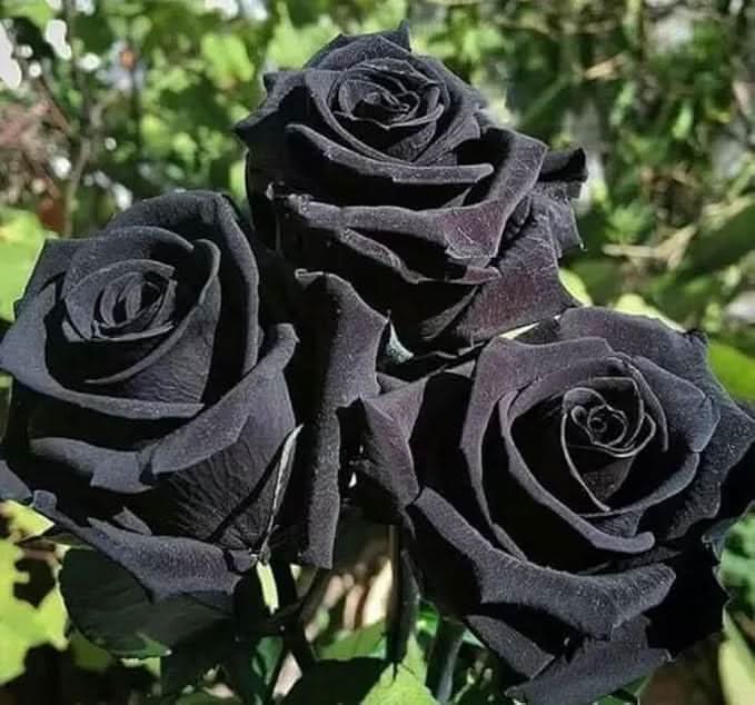 Chinese Black Rose Chinensis Flower Seeds for Planting in Backyard Gardening and Gift Gardens
