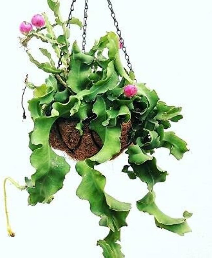 Guatemalan Monstrose Plant Seeds for Planting, 100
