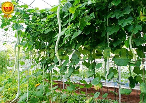Melon Japanese Snake Cucumis melo fruit seeds for planting in backyard garden or vertical garden