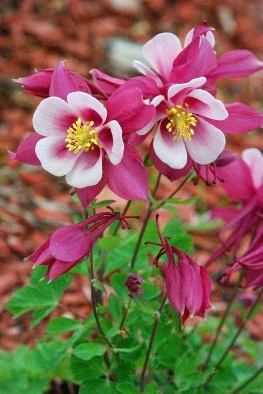 Columbine Aquilegia Vulgaris Flower Seeds for Planting