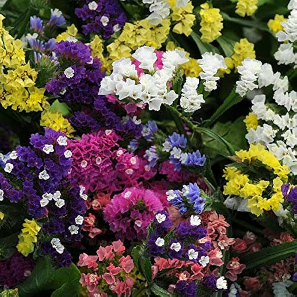Rat Tail Statice Limonium suworowii Seeds for Planting in Flower Borders