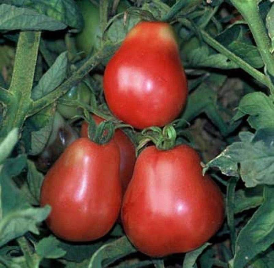 Ukraine Purple and Red Tomato Seeds