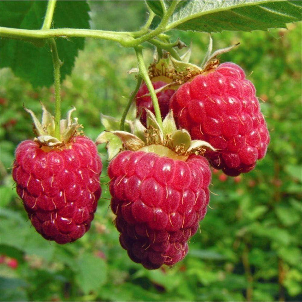Raspberry Fruit Heirloom Non Gmo Image