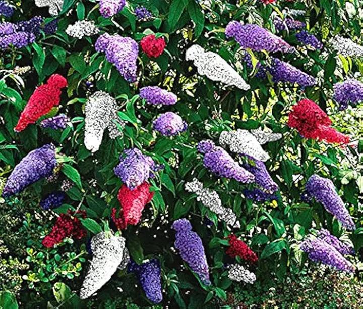 Mixed Butterfly Bush Flower Seeds for Planting, NON GMO Seeds Dhara Seeds