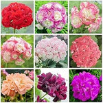 Geranium Apple Blossom Pink Flower Seeds for Planting NON GMO Seeds Dhara Seeds