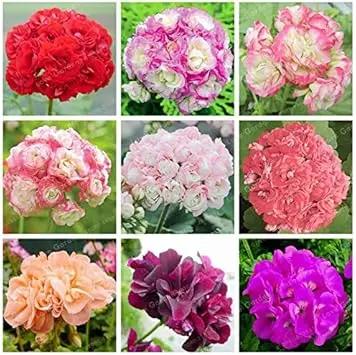 Geranium Apple Blossom Pink Flower Seeds for Planting NON GMO Seeds Dhara Seeds