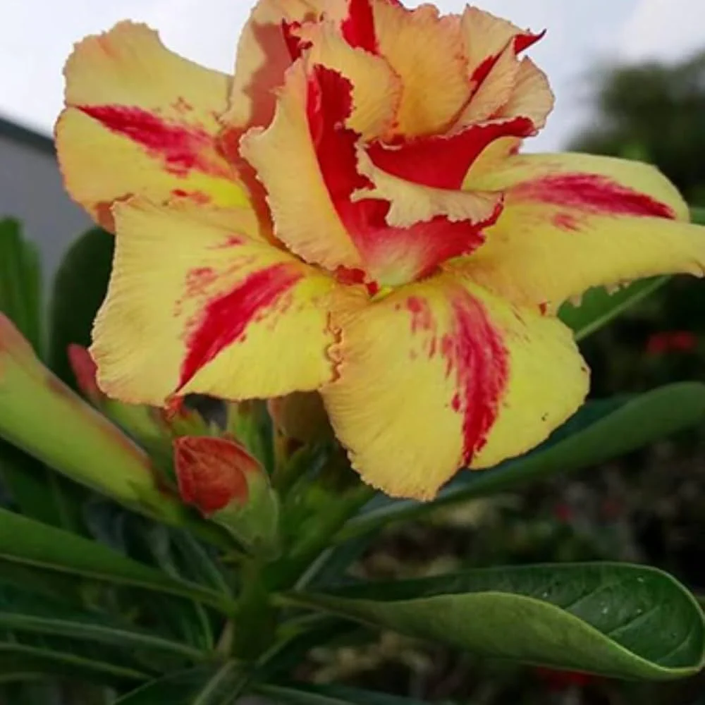 Yellow Red Bellfarm Flower Seeds for Planting, NON GMO Seeds