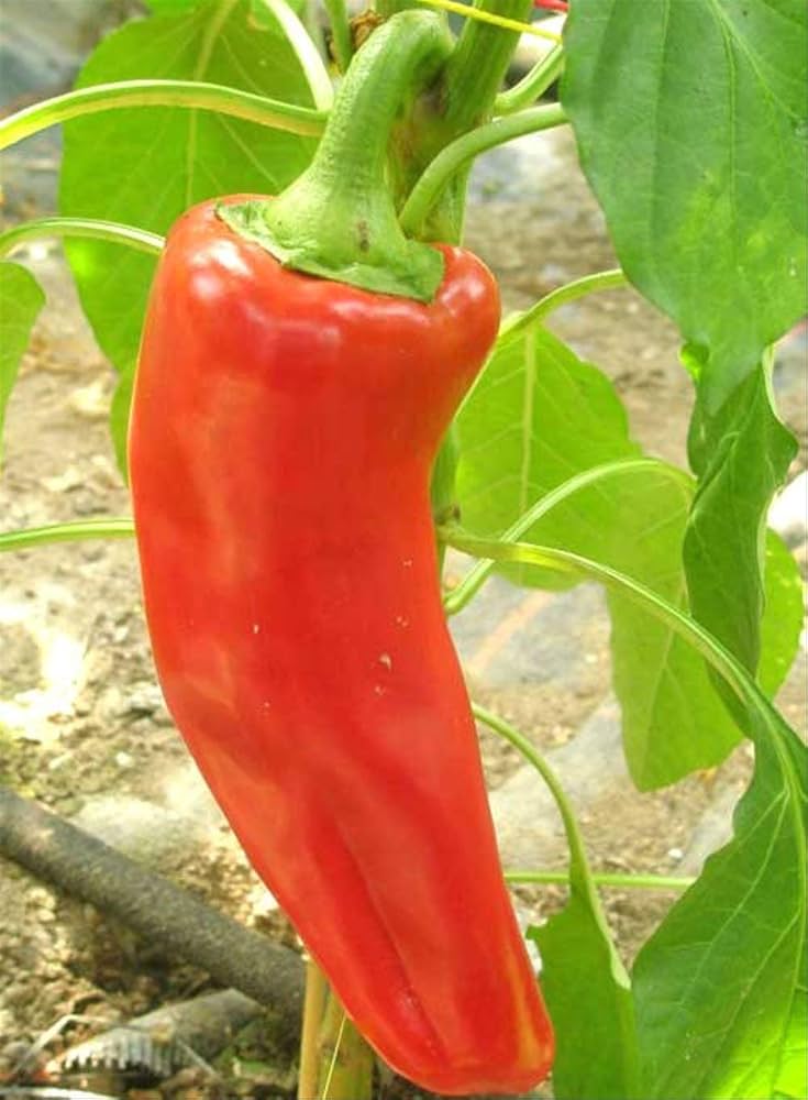 Sweet Marconi Pepper Capsicum annuum Seeds for Planting in Vegetable Patches