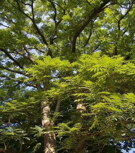 Green Toona Sinensis Tree - Heirloom, Non - Gmo Seeds