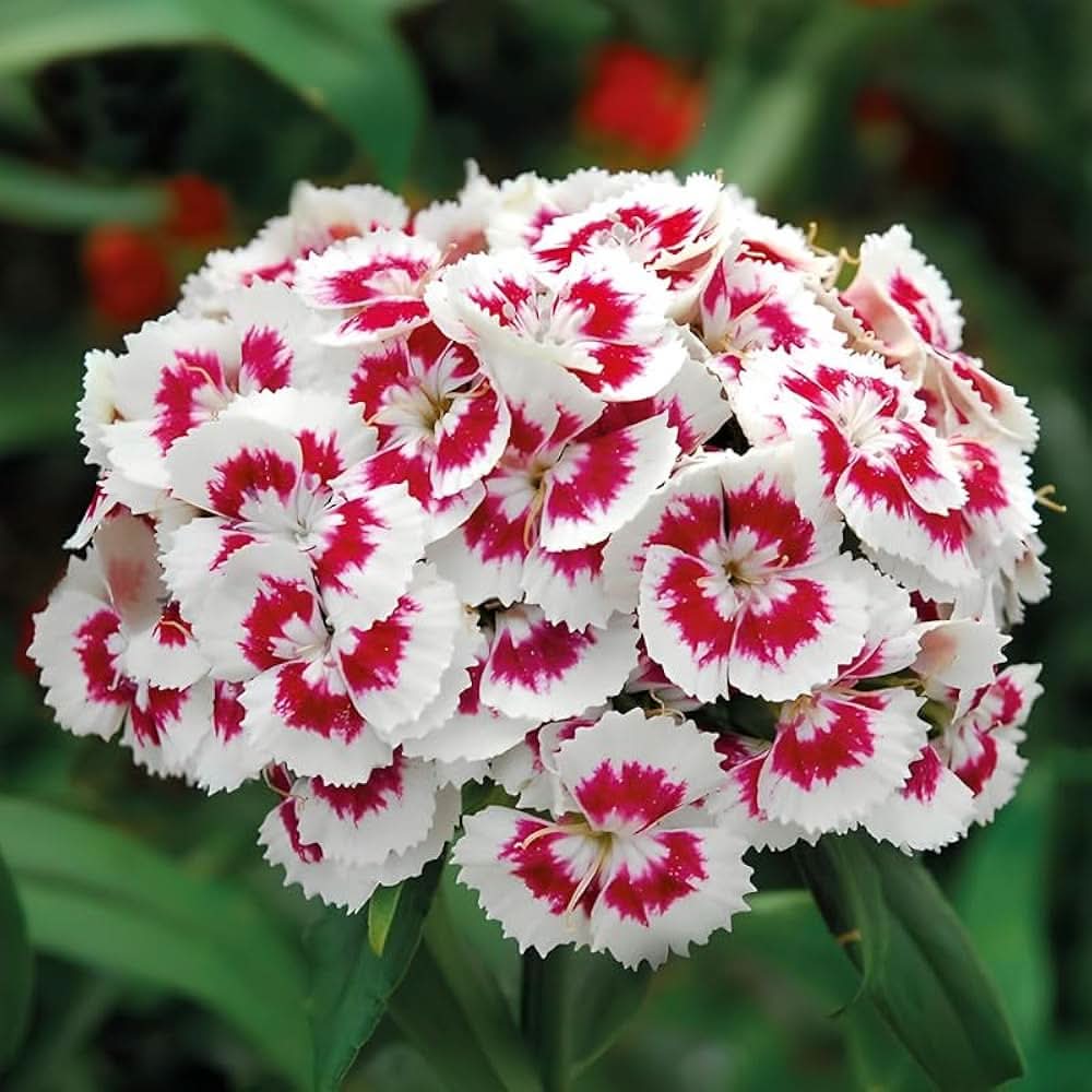Sweet William Dianthus Barbatus Flower Seeds for Planting in Backyard Gardening and Borders