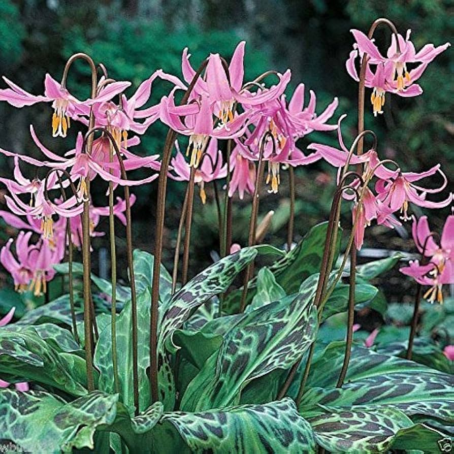 Erythronium Dens-Canis Lily Flower Seeds for Planting