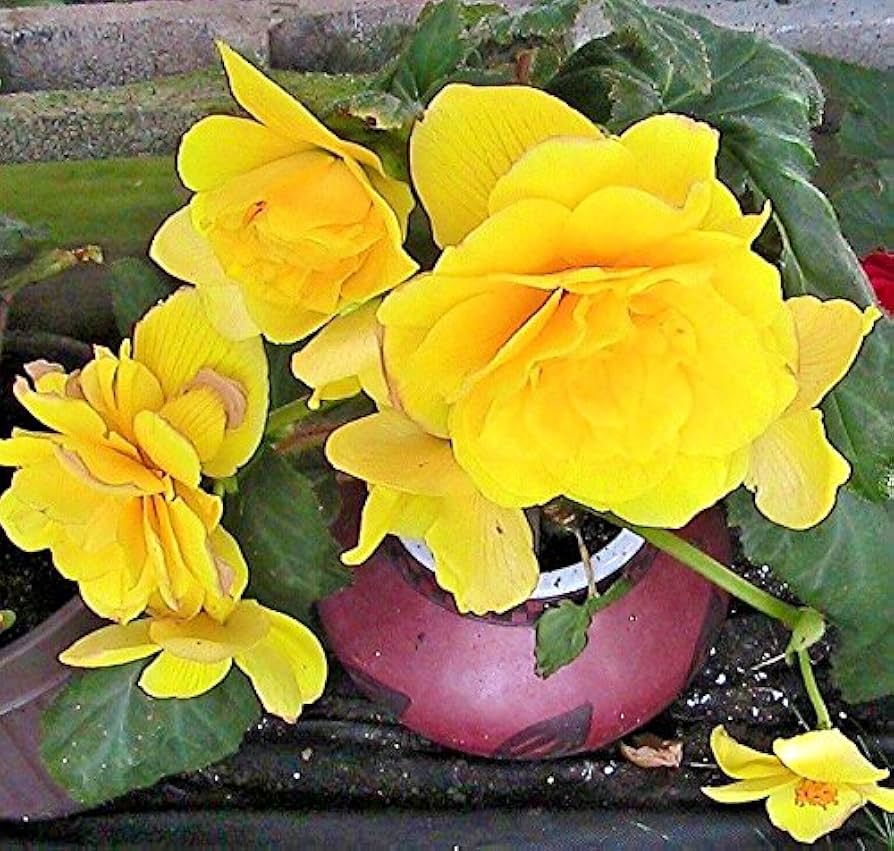 Begonia Begonia tuberhybrida tuberous mocha yellow flower seeds for home garden
