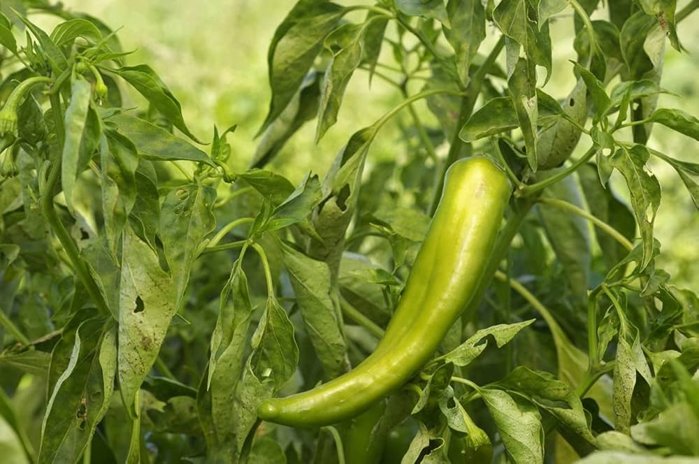 Anaheim Pepper Capsicum annuum vegetable seeds for planting in kitchen garden and patio planters