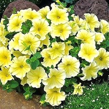Yellow & White Heirloom Petunia Flower Seeds for Planting - NON-GMO, Easy to Grow Garden Blooms