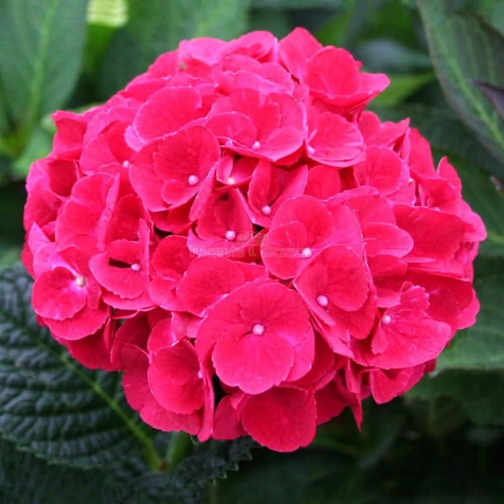Red Rose Hydrangea Bonsai Flower Seeds Hydrangea macrophylla for Compact Garden Display