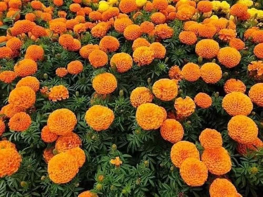 Marigold Tagetes erecta flower seeds for planting in kitchen garden borders and backyard pots
