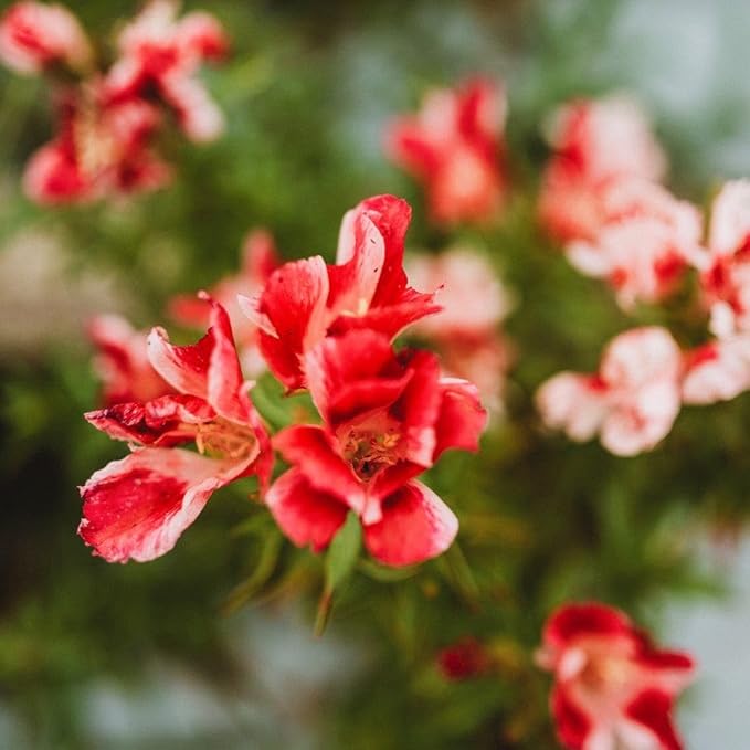 Double Mix Godetia Azalea Flower Seeds ( )