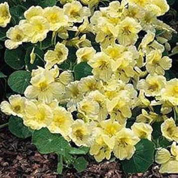 Organic Yellow White Milkmaid Flower Seeds for Planting – Heirloom, Non-GMO