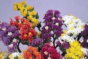 Herencia Flower Seeds for Planting, Fresh, NON GMO Seeds seeds for planting in home garden