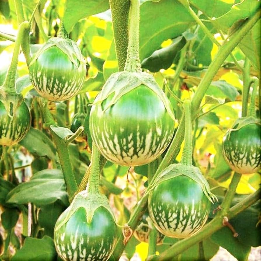Thai Eggplant Petch Siam Solanum melongena Seeds for Planting vegetable patch home garden