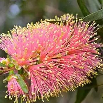 Pink Champagne Callistemon Flower Seeds for Planting NON GMO Seeds Dhara Seeds