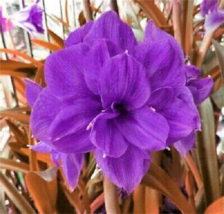 Amaryllis Flower Seeds for Planting -Hierloom Flower Seeds