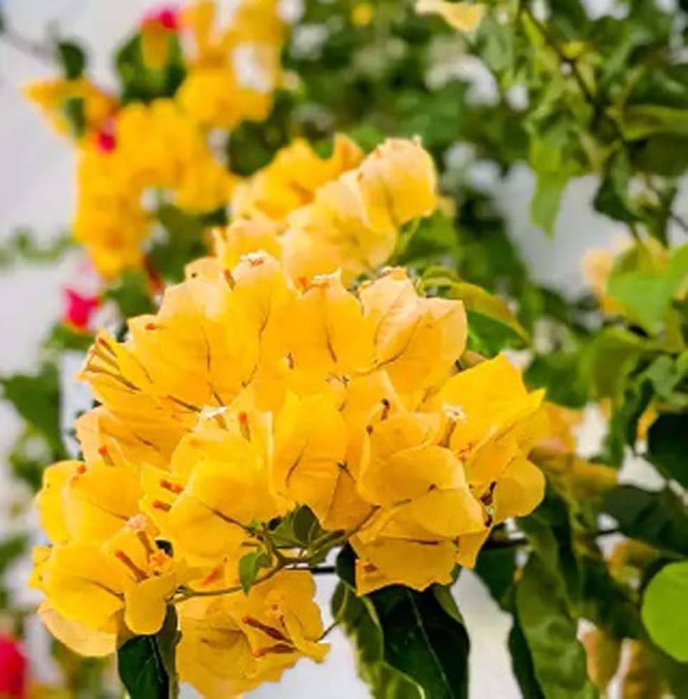Bougainvillea Bougainvillea spectabilis flower seeds for planting in sunny backyard gardens